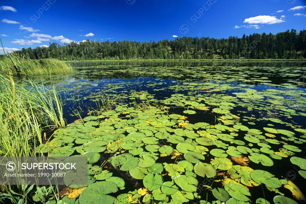 The Lilly Pond_late summer, Whiteshell Provincial Park, Manitoba, Canada.
