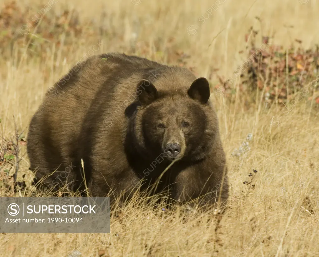 Black Bear Ursus americanus Adult Cinnamon phase. Feeding on an abundance of berries this bear has gained the layer of excess fat to see it through hi...