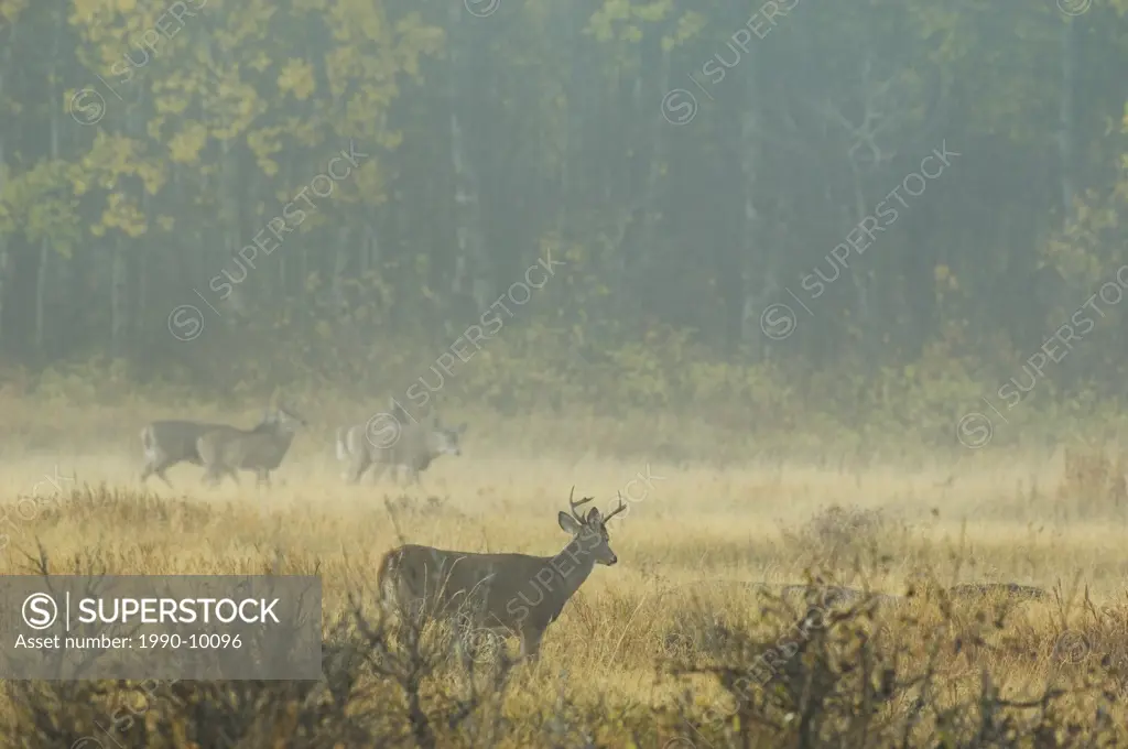 White_tailed Deer Odocoileus virginianus Adults in mist. As the weather cools and rutting time approaches males move into the areas where females with...