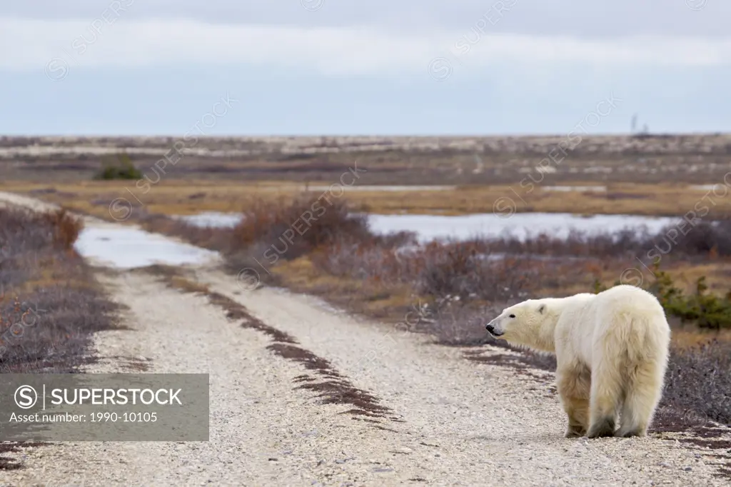 Polar Bear, Ursus maritimus, in the Churchill Wildlife Management Area, Hudson Bay, Churchill, Manitoba, Canada.