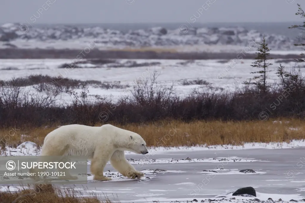Polar Bear, Ursus maritimus, in the Churchill Wildlife Management Area, Hudson Bay, Churchill, Manitoba, Canada.