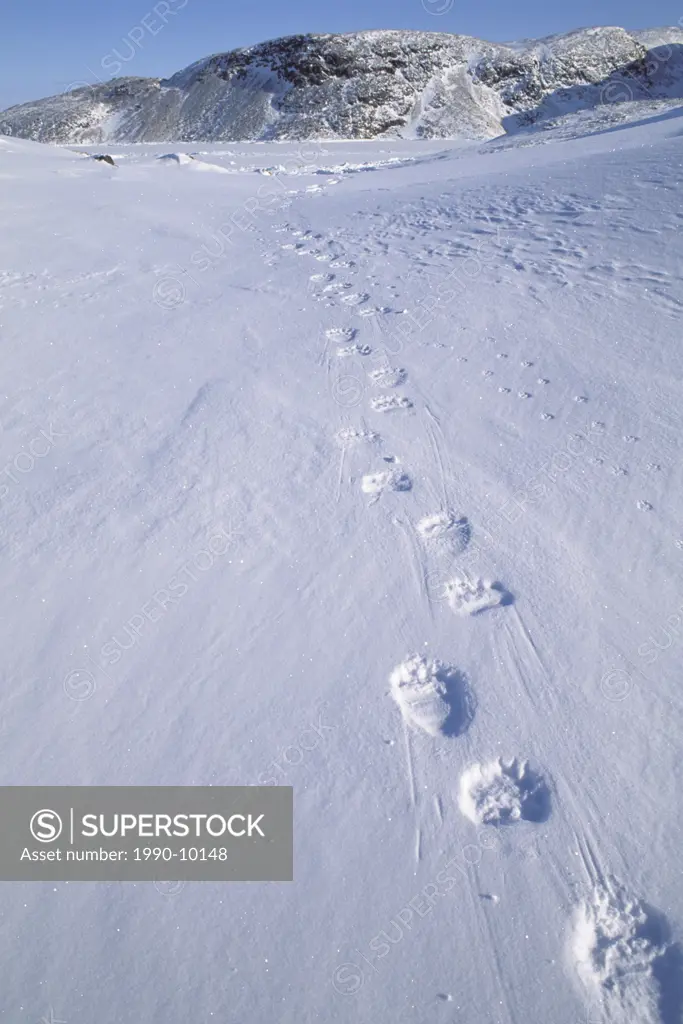 Polar Bear Tracks in the snow, Ellesmere Island, Nunavut, Canada.