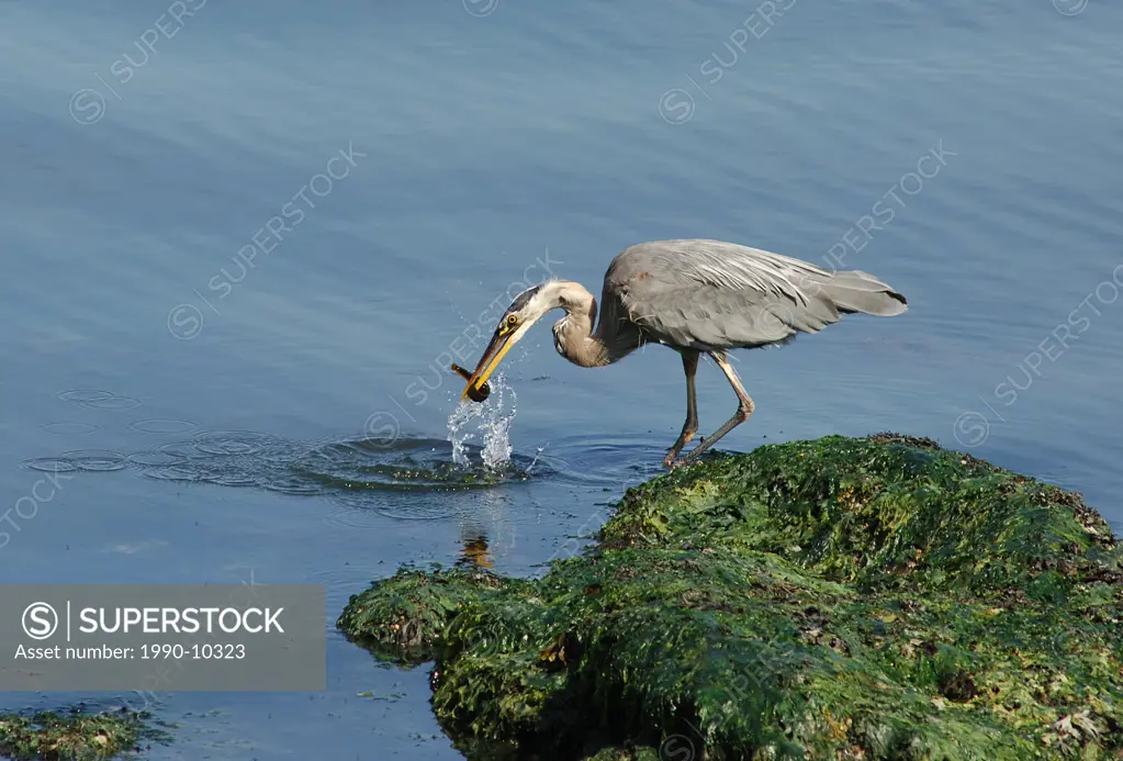 Great Blue Heron Ardea herodias. This species usually breeds in colonies in trees close to lakes or other wetlands. A large heronry is located at McFa...