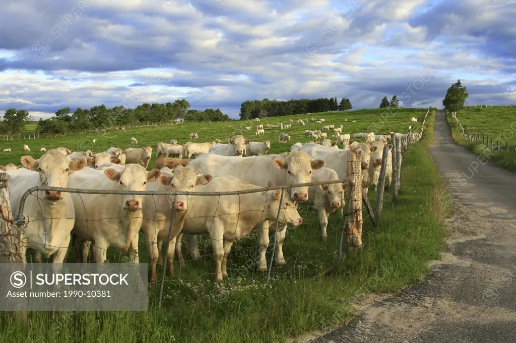 Cows grouping at the gate in anticipation of the farmer´s arrival with grain, Saint_Ir©n©e, Charlevoix, Quebec, Canada