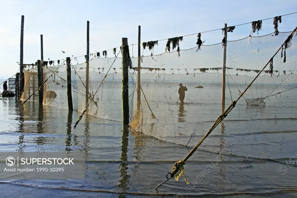 Fisherman herding capelan into weir fishing nets at low tide, Saint_Irenee, Charlevoix, Quebec, Canada