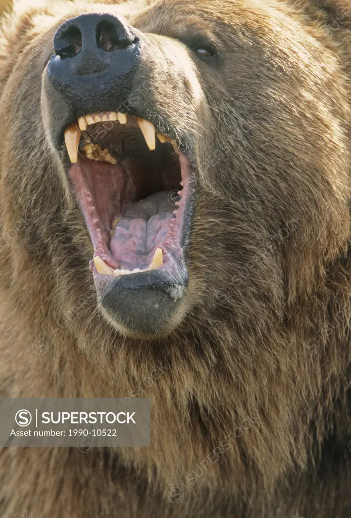 Captive Kodiak Grizzly Bear.