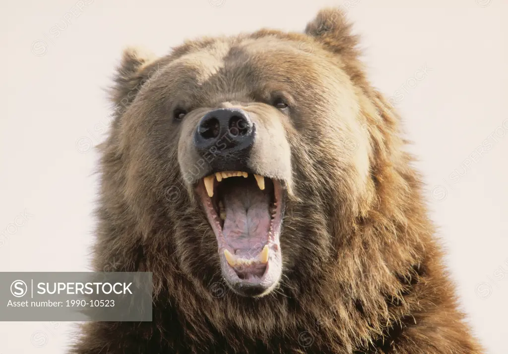 Captive Kodiak Grizzly Bear.