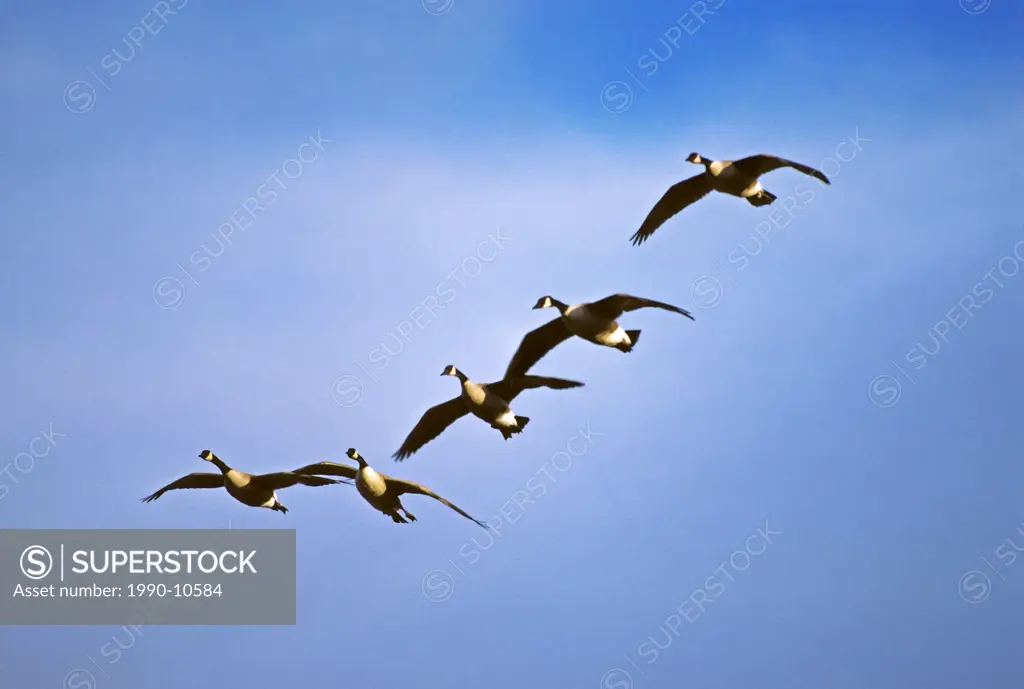 A flock of Canada geese Branta canadensis lands on a prairie slough, Saskatchewan, Canada.