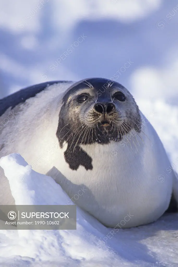 Adult harp seal Phoca groenlandica, Magdalen Isalnds, Gulf of St. Lawrence, Canada