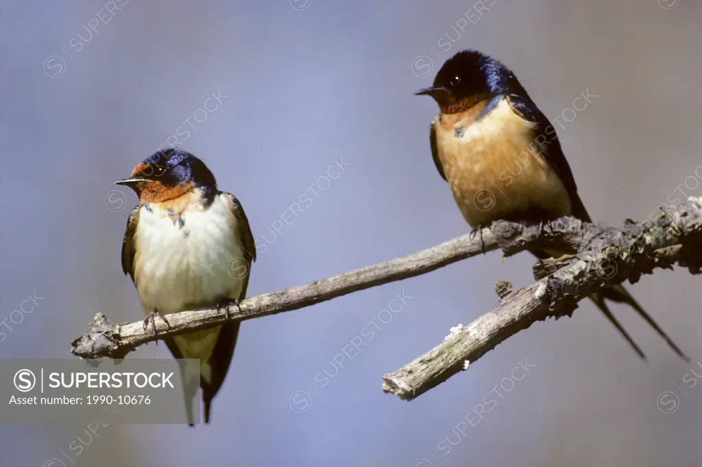 Male and female barn swallows Hirundo rustica perching near their nest, southern Ontario, Canada
