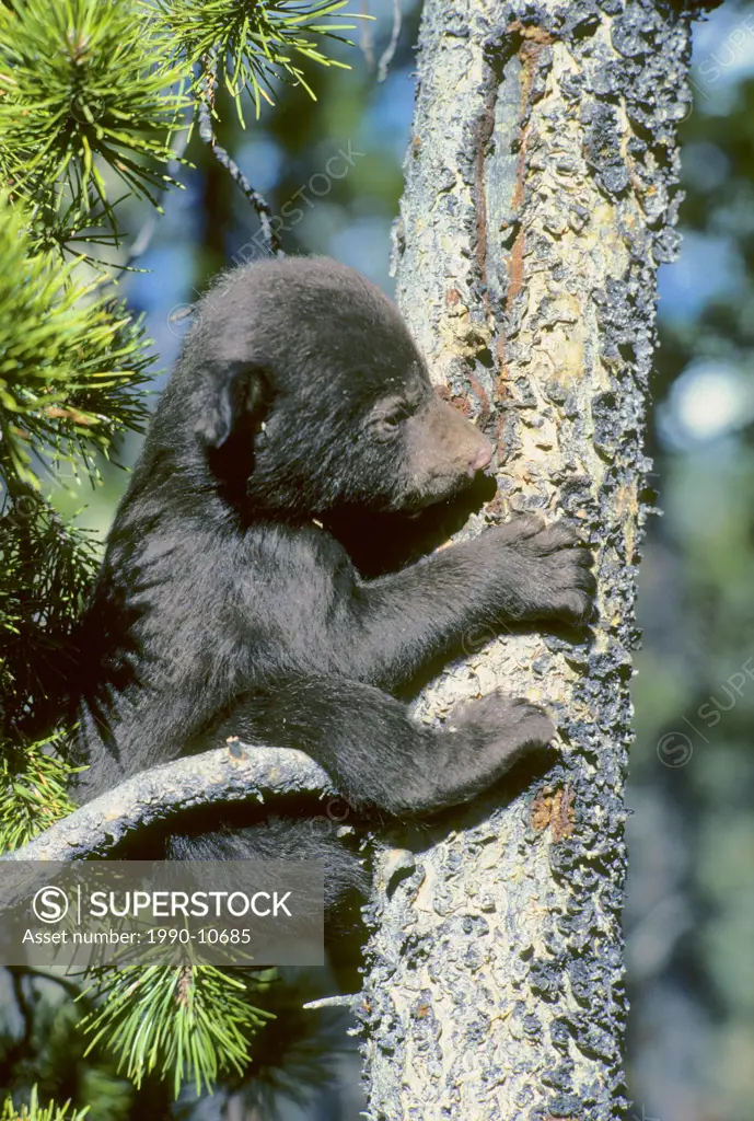 Three_month old black bear cub Ursus americanus trying to climb a lodgepole pine tree, Alberta, Canada.