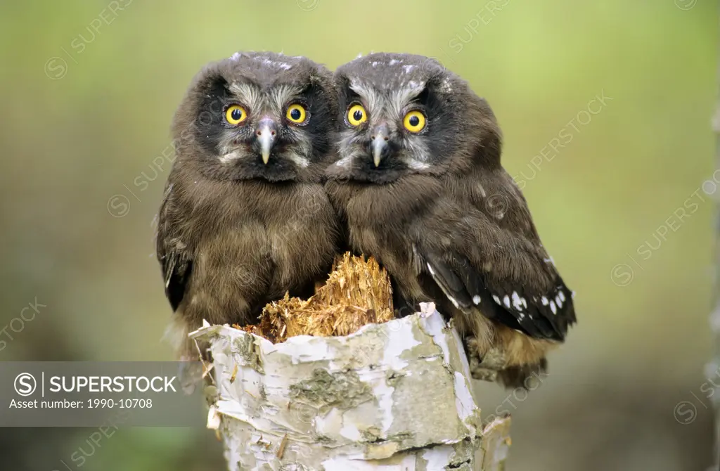 Young boreal owl chicks Aegolius funereus, northern Alberta, Canada.