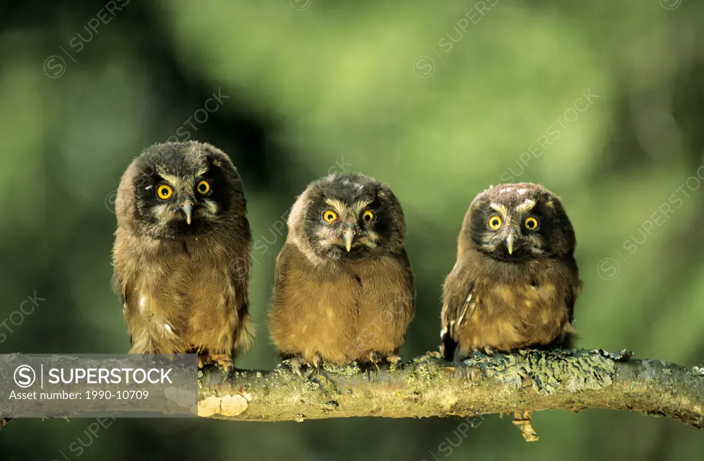 Young boreal owl chicks Aegolius funereus, northern Alberta, Canada.