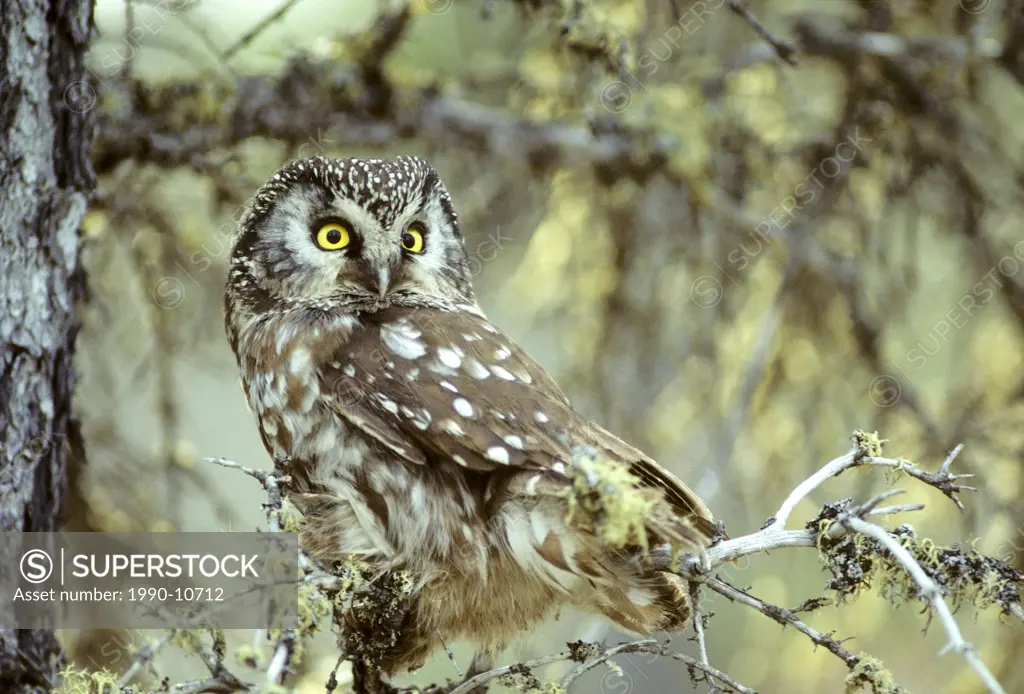 Adult boreal owl Aegolius funereus roosting near its nesting cavity, northern Manitoba, Canada.