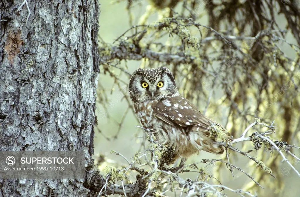 Adult boreal owl Aegolius funereus near its nesting cavity, northern Manitoba, Canada.