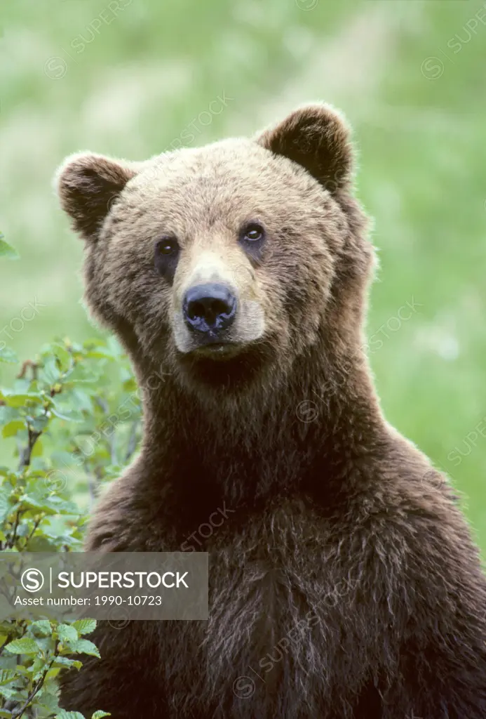 Subadult brown bear Ursus arctos standing to investigate another bear nearby, British Columbia, Canada