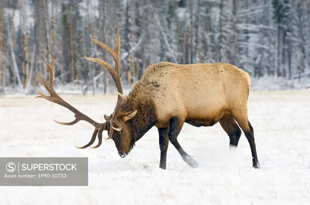 Bull elk Cervus elaphus pawing for edible grasses in winter, Jasper National Park, western Alberta, Canada