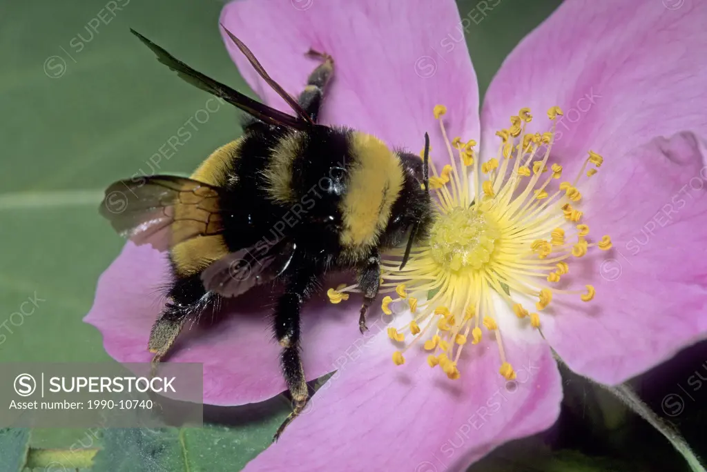 Adult bumblebee Bombus spp on a prickly rose Rosa acicularis, Alberta, Canada