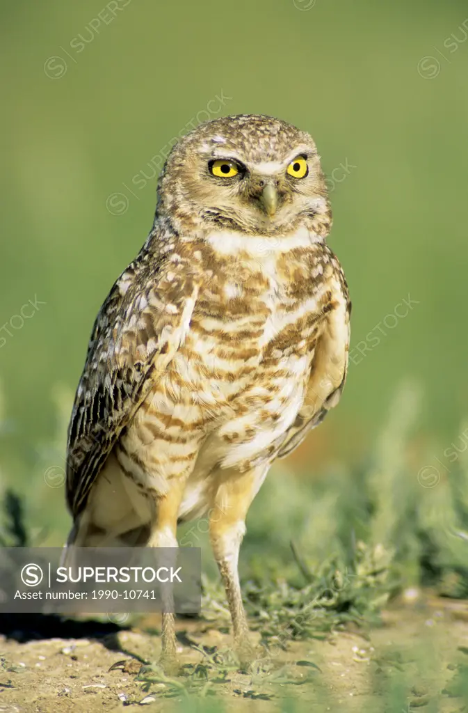 Adult burrowing owl Athene cunicularia standing next to its nesting burrow, prairie Alberta, Canada