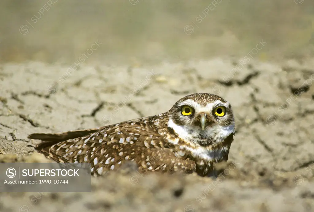 Adult burrwing owl Athene cunicularia peering from burrow entrance