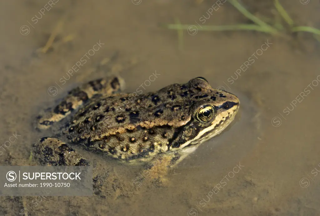 Adult Columbia spotted frog Rana luteiventris, Rocky Mountain foothills, southwestern Alberta, Canada.