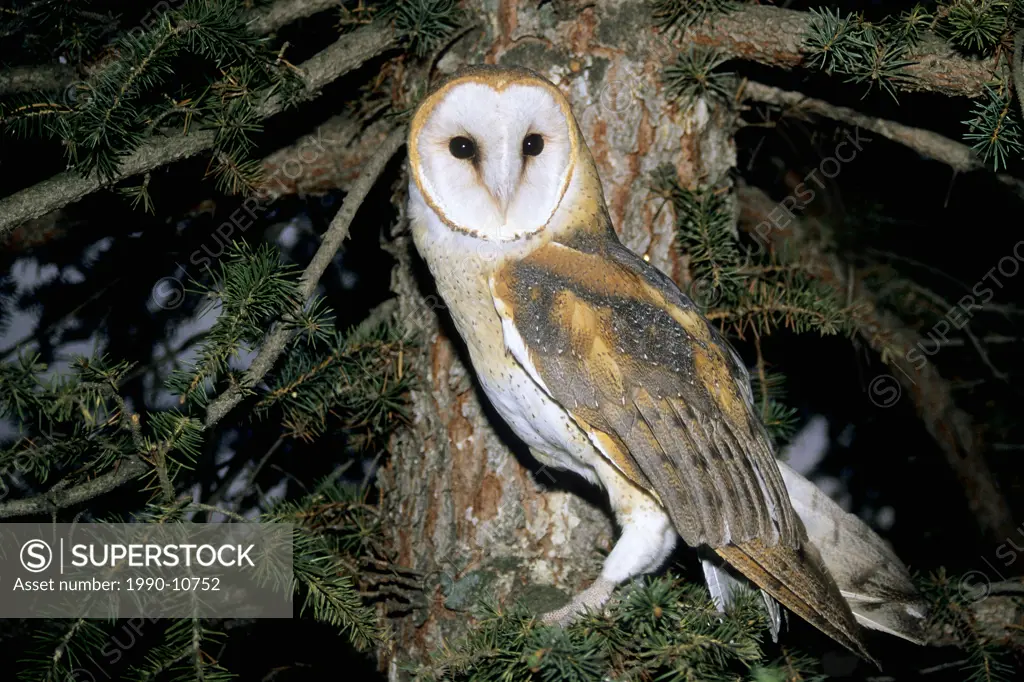Adult common barn owl Tyto alba, southern British Columbia, Canada