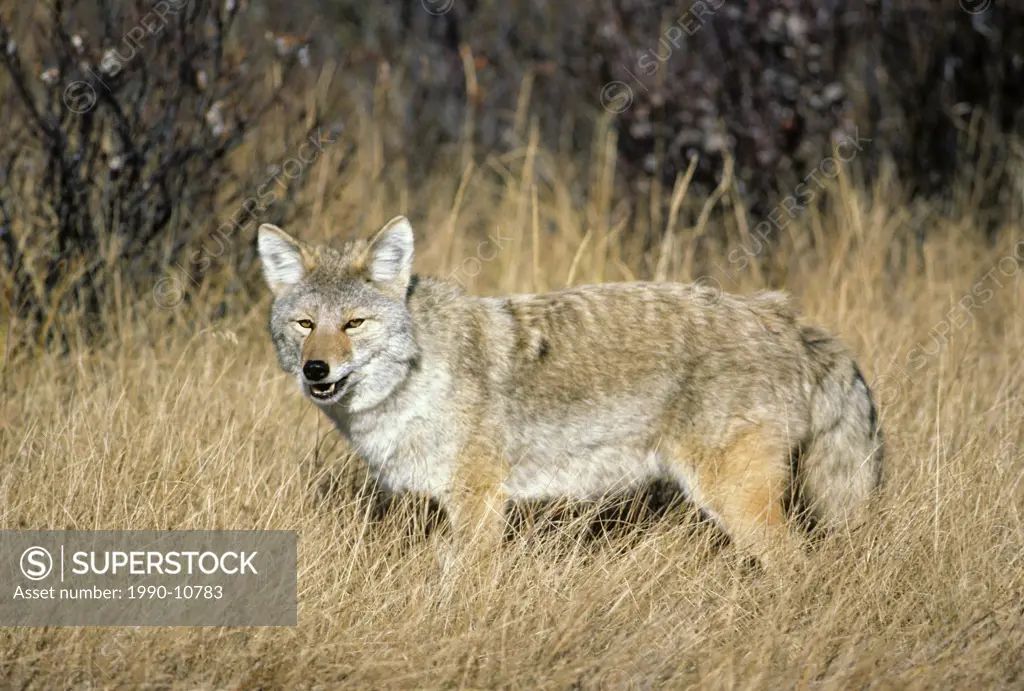 Coyote Canis latrans hunting rodents by the roadside, Jasper National Park, western Alberta, Canada