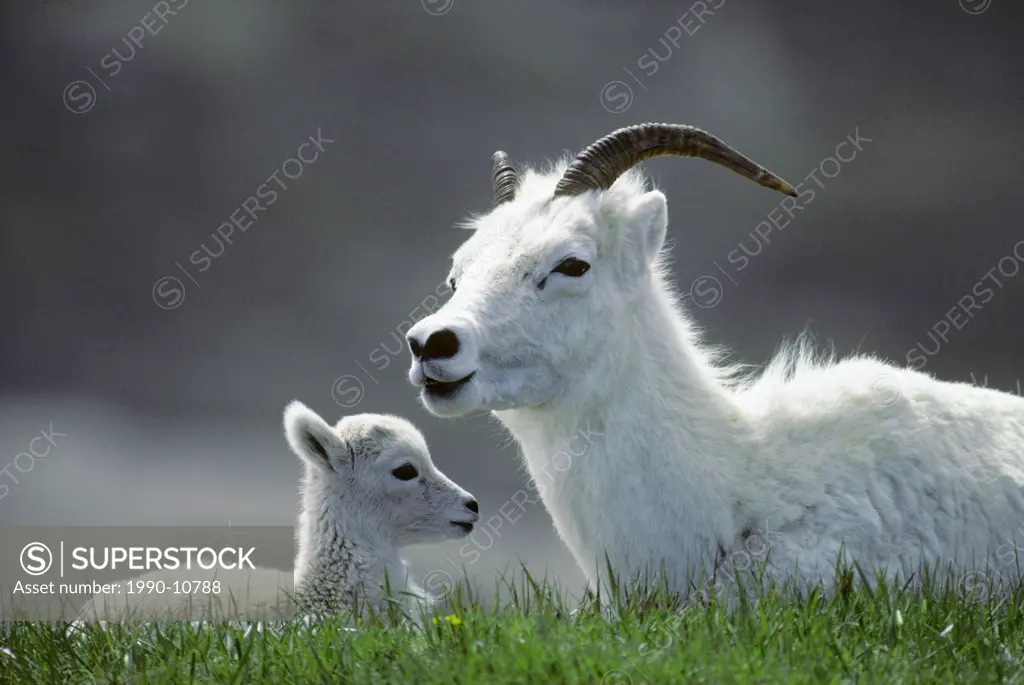 Ewe Dall´s sheep Ovis dalli and newborn spring lamb, Kluane National Park, Yukon, Arctic Canada