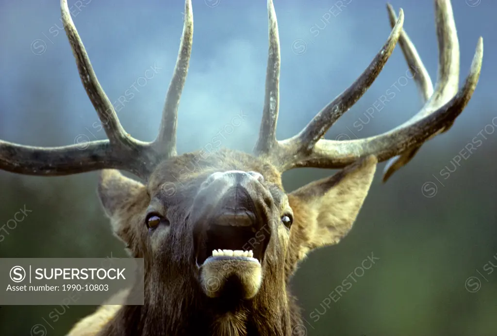 Bugling bull elk Cervus elaphus during the autumn rut, Alberta, Canada.