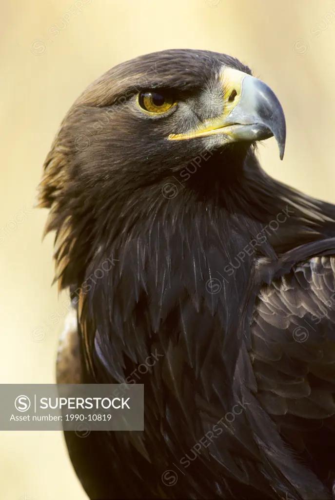 Adult golden eagle Aquila chrysaetos, Alberta, Canada