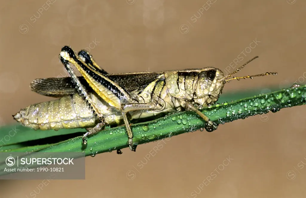 Dew_covered adult female two_striped grasshopper Melanoplus bivittatus