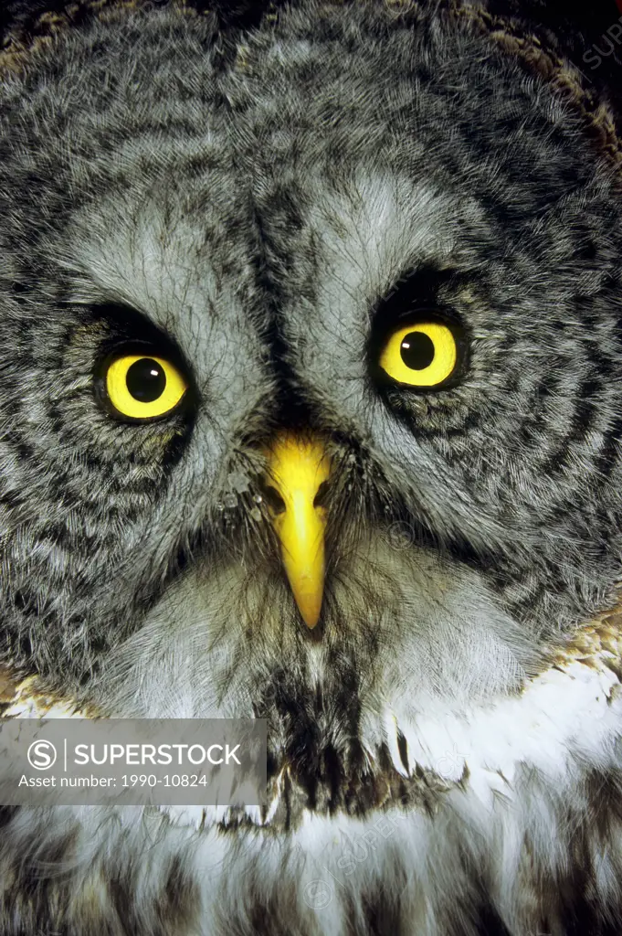 Adult great gray owl Strix nebulosa, northern Alberta, Canada.