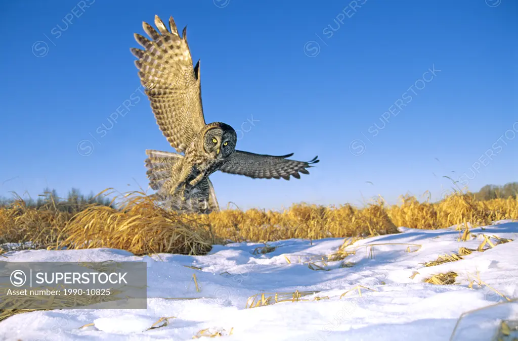 A great gray owl Strix nebulosa swooping down on prey hidden under the snow. Northern Alberta, Canada.