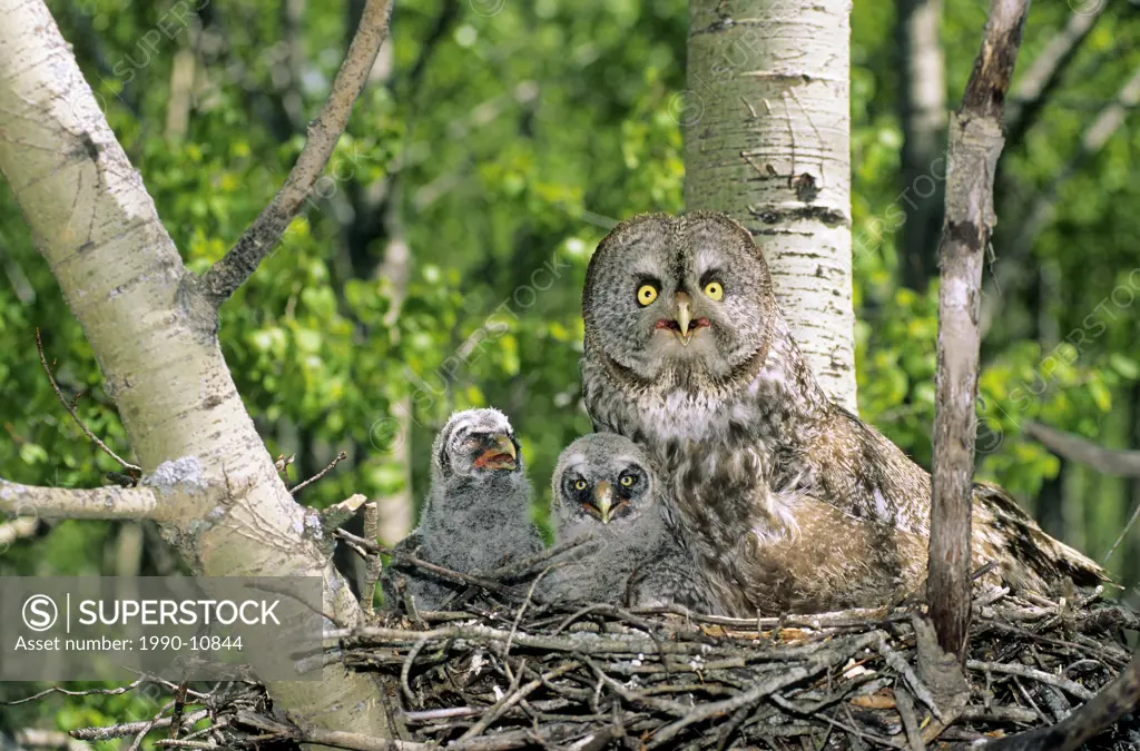 Adult female great gray owl Strix nebulosa and two chicks nesting in an abandonned hawk nest, northern Alberta, Canada.