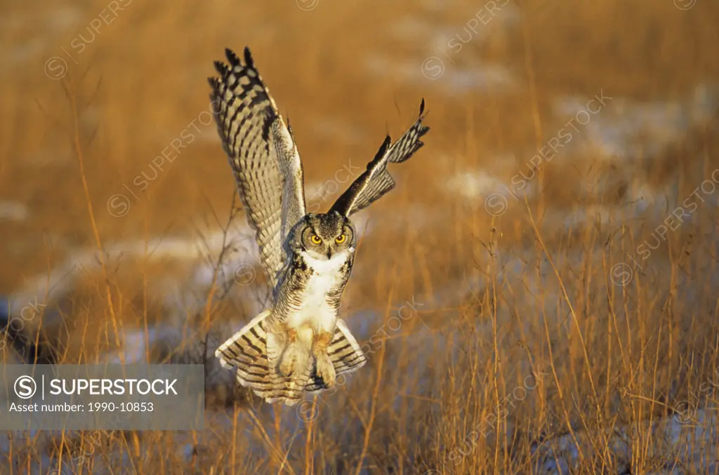 Great horned owl Bubo virginianus attacking prey on top of the snow, Alberta, Canada.