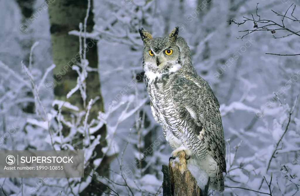 Adult great horned owl Bubo virginianus hunting in an aspen woodland. Northern Alberta