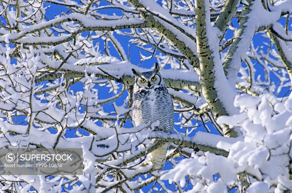 Great horned owl Bubo virginianus. Alberta, Canada.