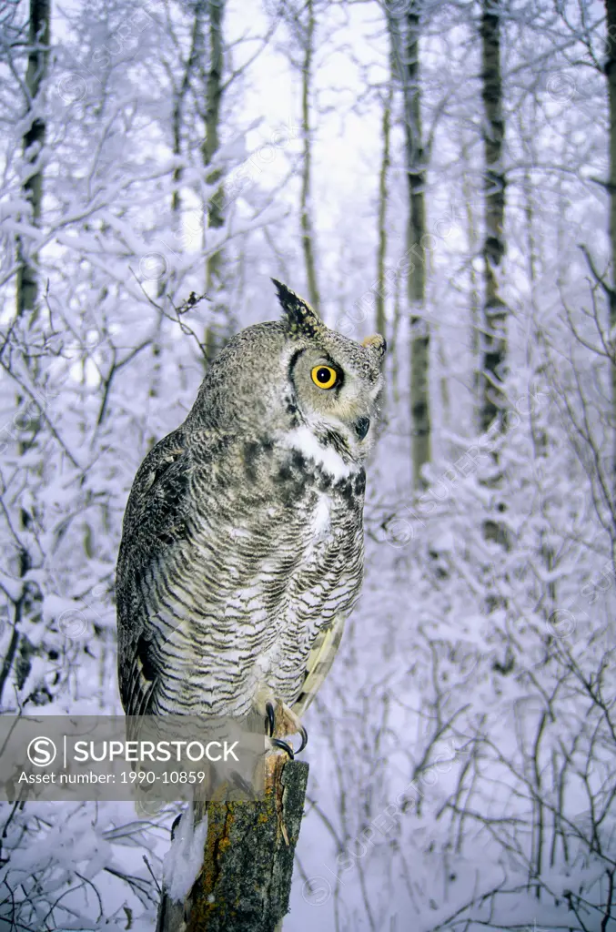 Great horned owl Bubo virginianus hunting in a winter aspen forest, Alberta, Canada