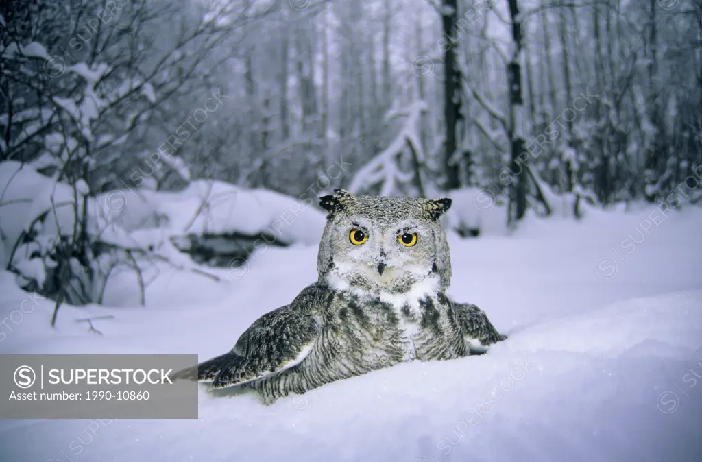 Adult great horned owl Bubo virginianus plunging for rodents in the snow, Alberta, Canada