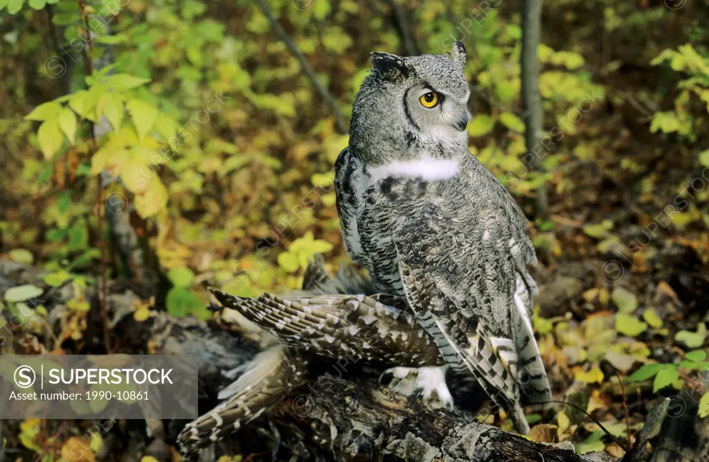 Great horned owl Bubo virginianus with a freshly killed barred owl Strix varia, Alberta, Canada