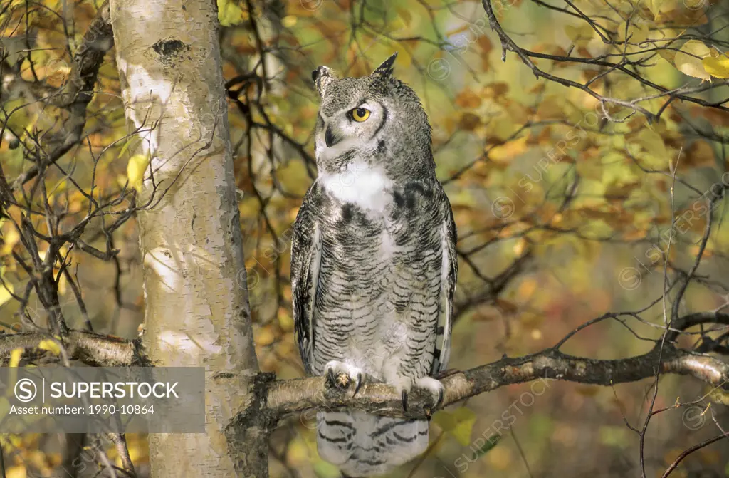 Adult great horned owl Bubo virginianus roosting in an autumn forest, Alberta, Canada