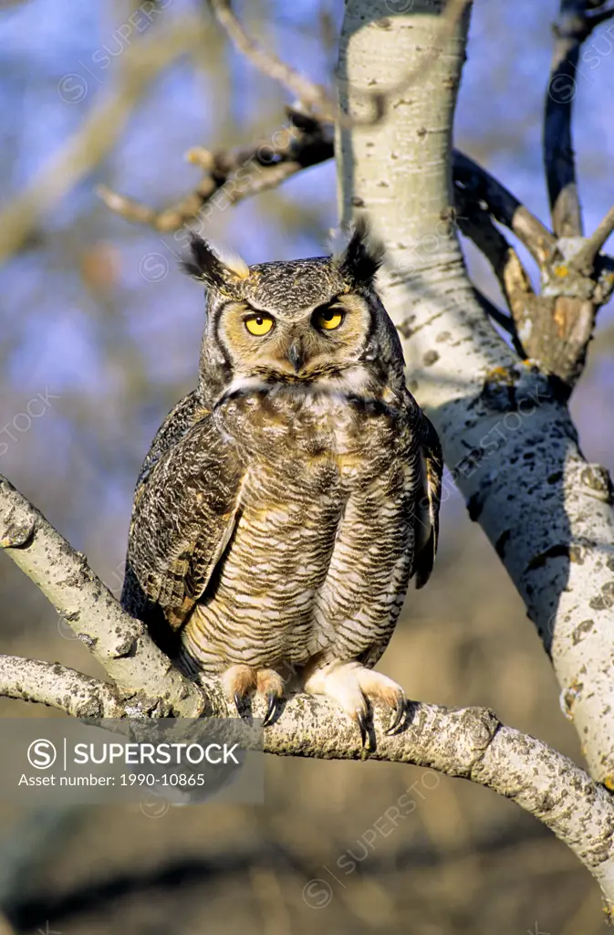 Adult female great horned owl Bubo virginianus perched near her nest, Alberta, Canada