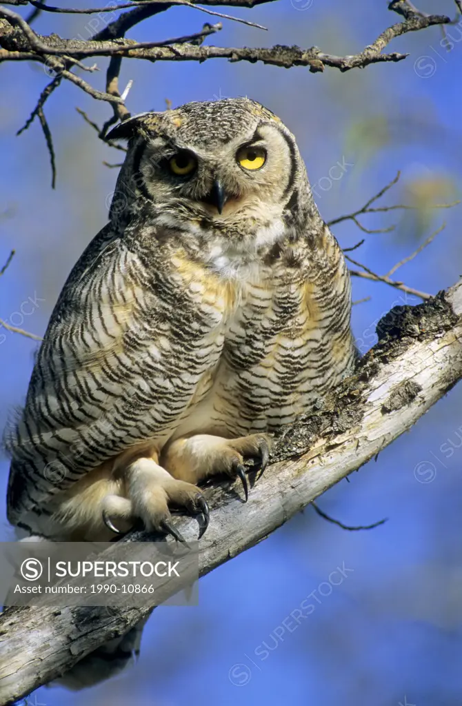 Adult great horned owl Bubo virginianus displaying its large taloned feet, Alberta, Canada