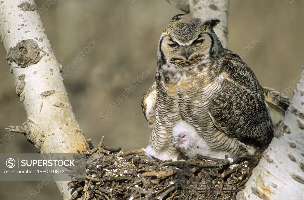 Adult female great horned owl Bubo virginianus brooding newly_hatched chick, southern Alberta, Canada.