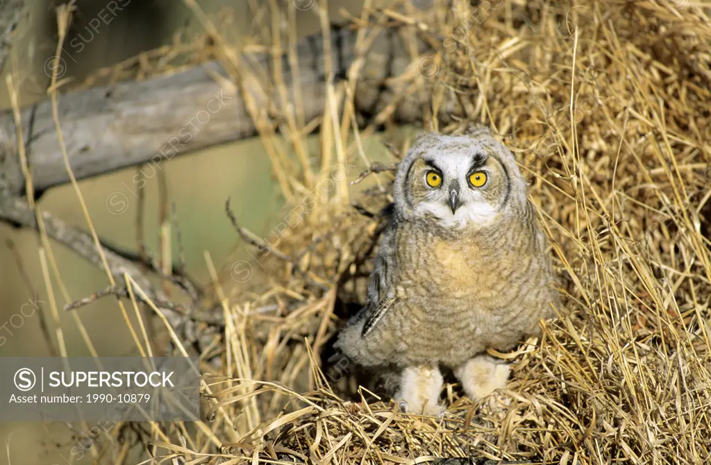 Fledgling great horned owl Bubo virginianus, southern Alberta, Canada
