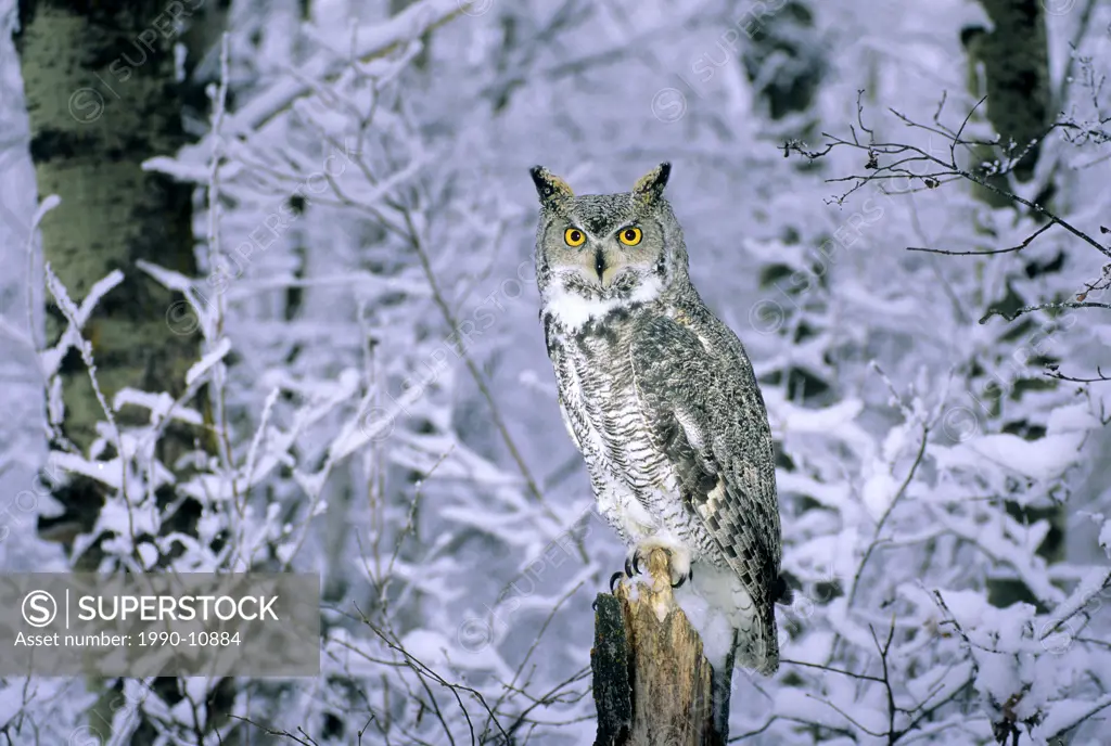 Adult female great horned owl Bubo virginianus in a snowy aspen forest, central Alberta, Canada