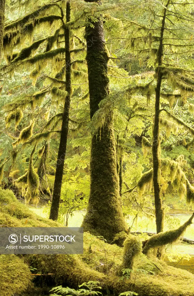 Haida Gwaii National Park, Queen Charlotte Islands, coastal British Columbia, Canada.