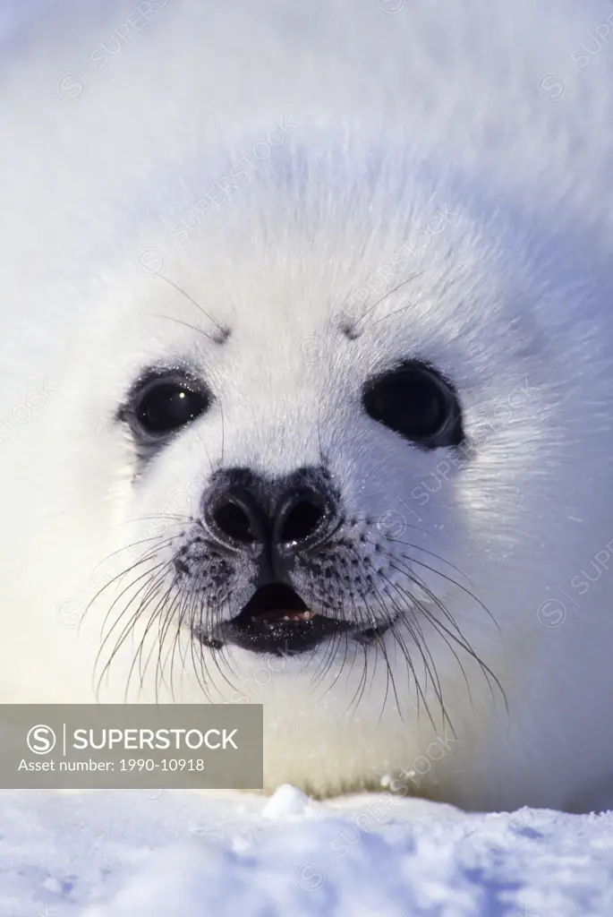 Week_old harp seal Phoca groenlandica pup whitecoat, Gulf of the St. Lawrence River, Canada.