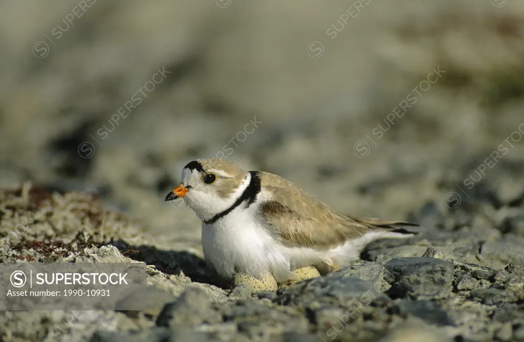 Incubating adult piping plover Charadrius melodus, aspen parklands, east_central Alberta, Canada