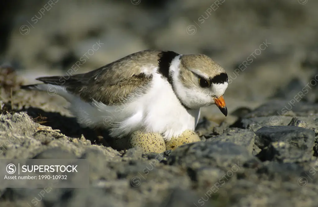 Incubating adult piping plover Charadrius melodus, aspen parklands, east_central Alberta, Canada